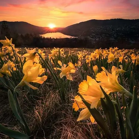 Les Feignes Cerfdoré * La Bresse