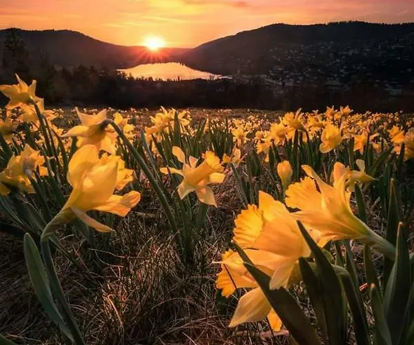 Les Feignes Cerfdore * La Bresse